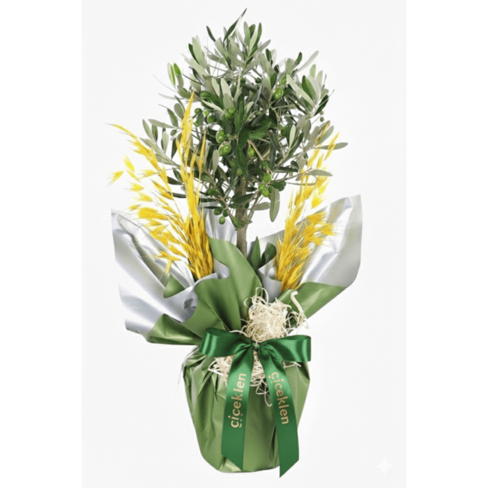 Zeytin ağacı 60 cm