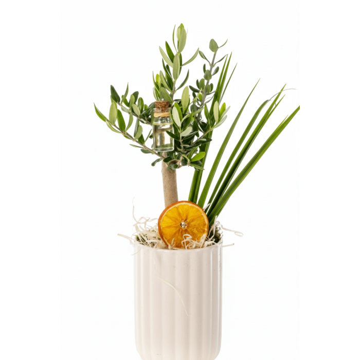 küçük zeytin ağacı porselen saksıda