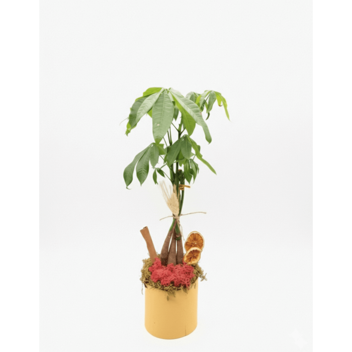 Para çiçeği saksıda