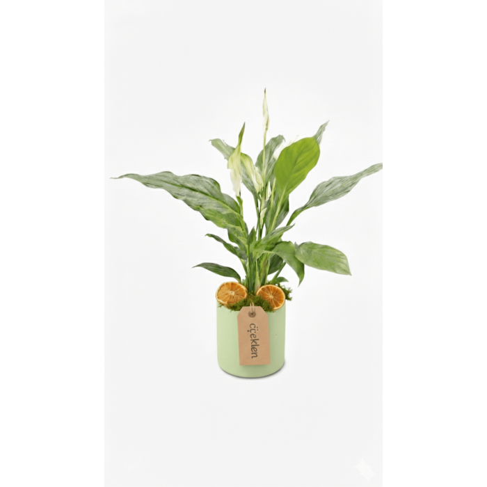 Saksıda barış çiçeği 