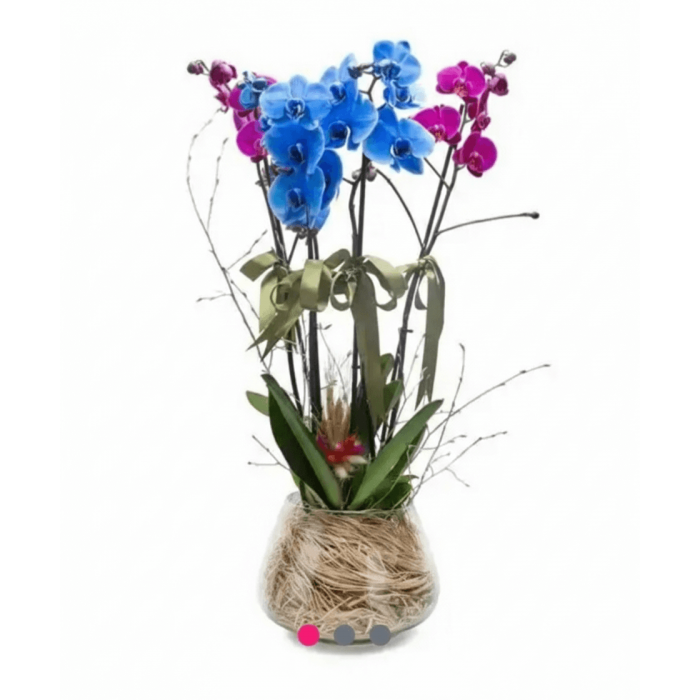 mavi & mor orkide arajmanı