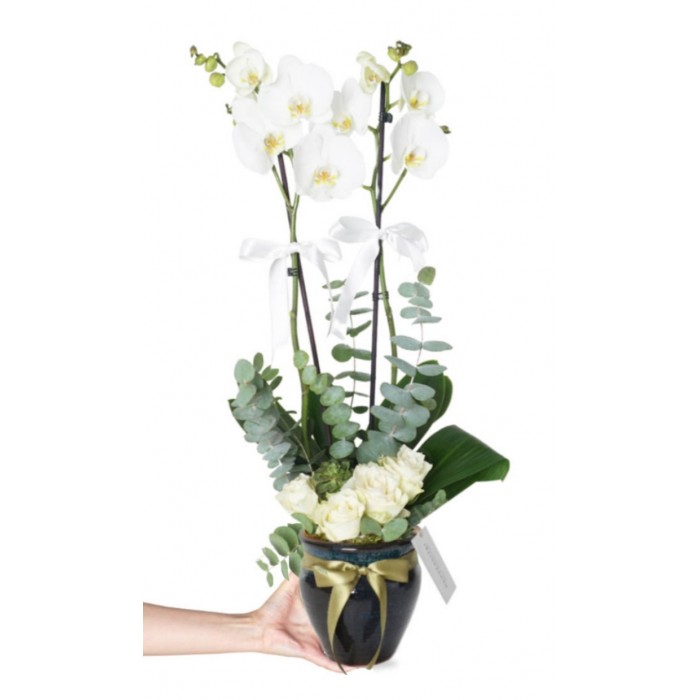 saksıda beya orkide